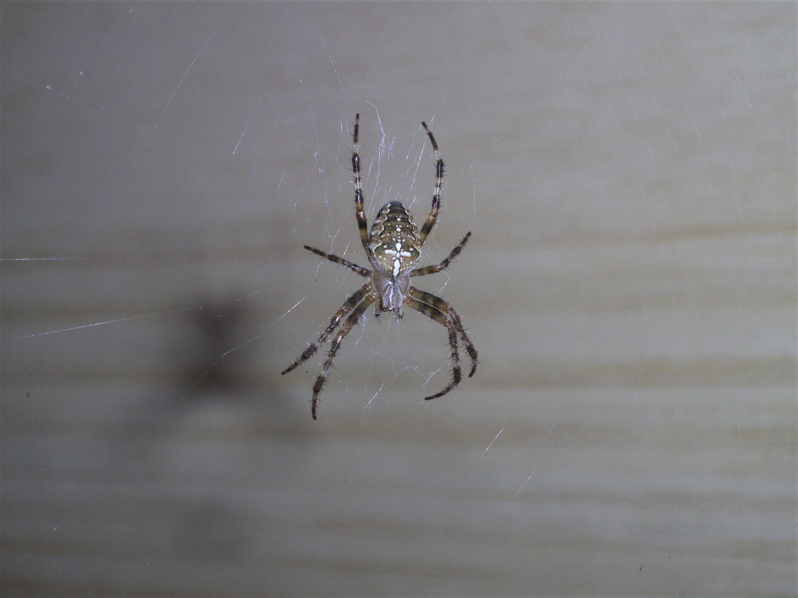 Tier Spinne